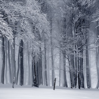 Stock photo of a snow storm in the woods with tall trees